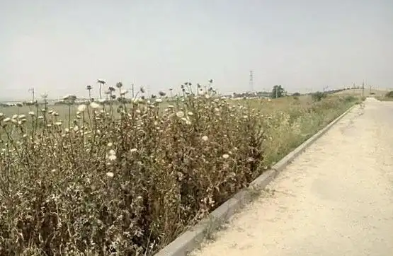 Residential land for sale in El Carpio, imagen 2