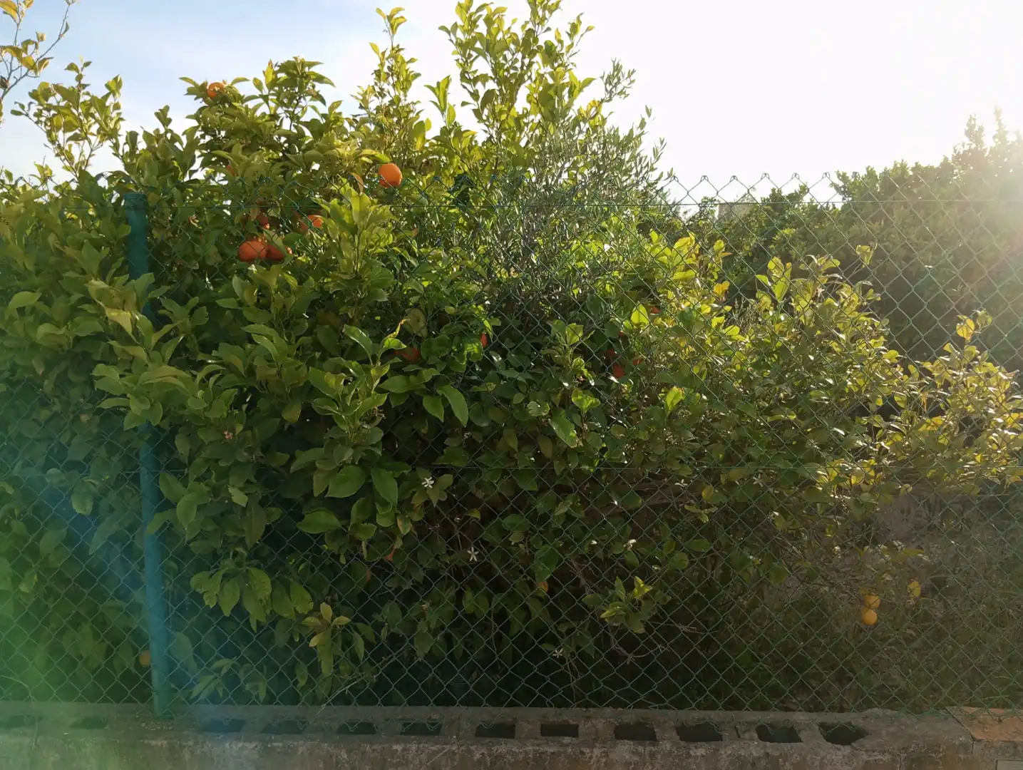 Terreny rústic en venda a Pedanías Oeste, imagen 5