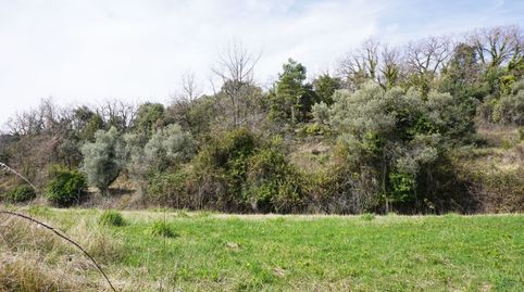PARCELA RUSTICA EN VENTA EN PANILLO, imatge 3