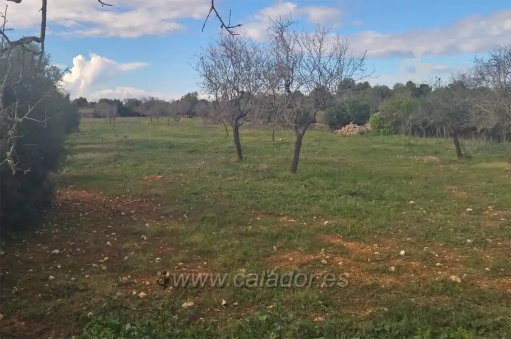 Land for sale in Felanitx