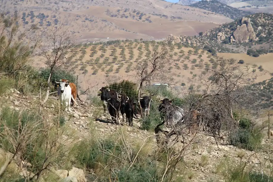 Rustikales Grundstück zum Verkauf in Álora, imagen 12