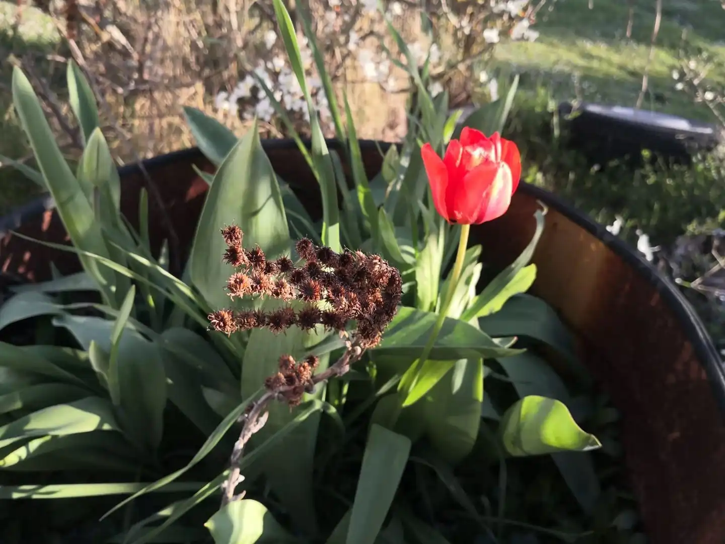 Jardí de Finca rústica en venda en Modúbar de la Emparedada amb Jardí privat i Terrassa