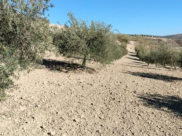 Terreno rustico in vendita a La Malahá