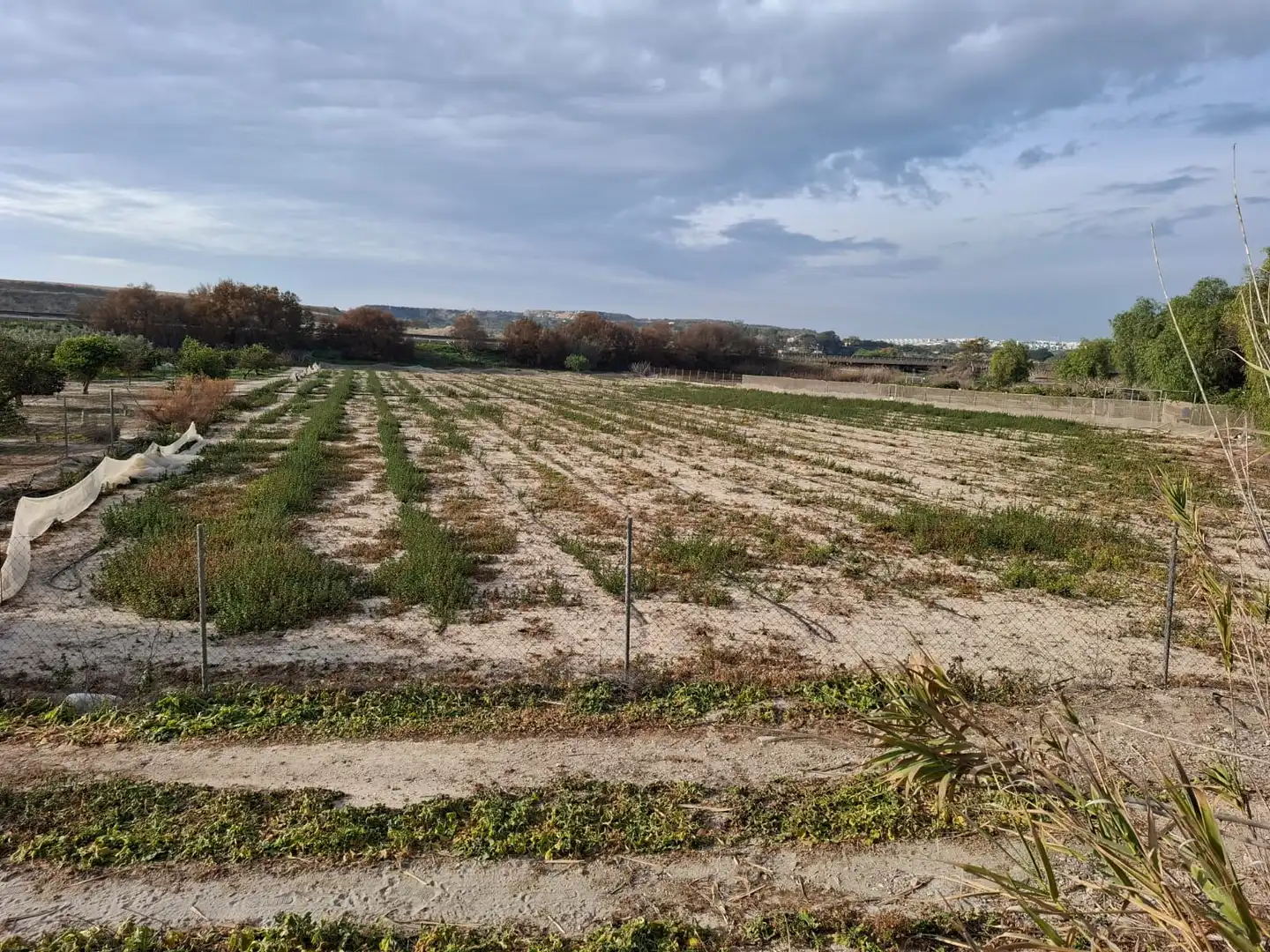 Terreno en venta en Guardamar del Segura