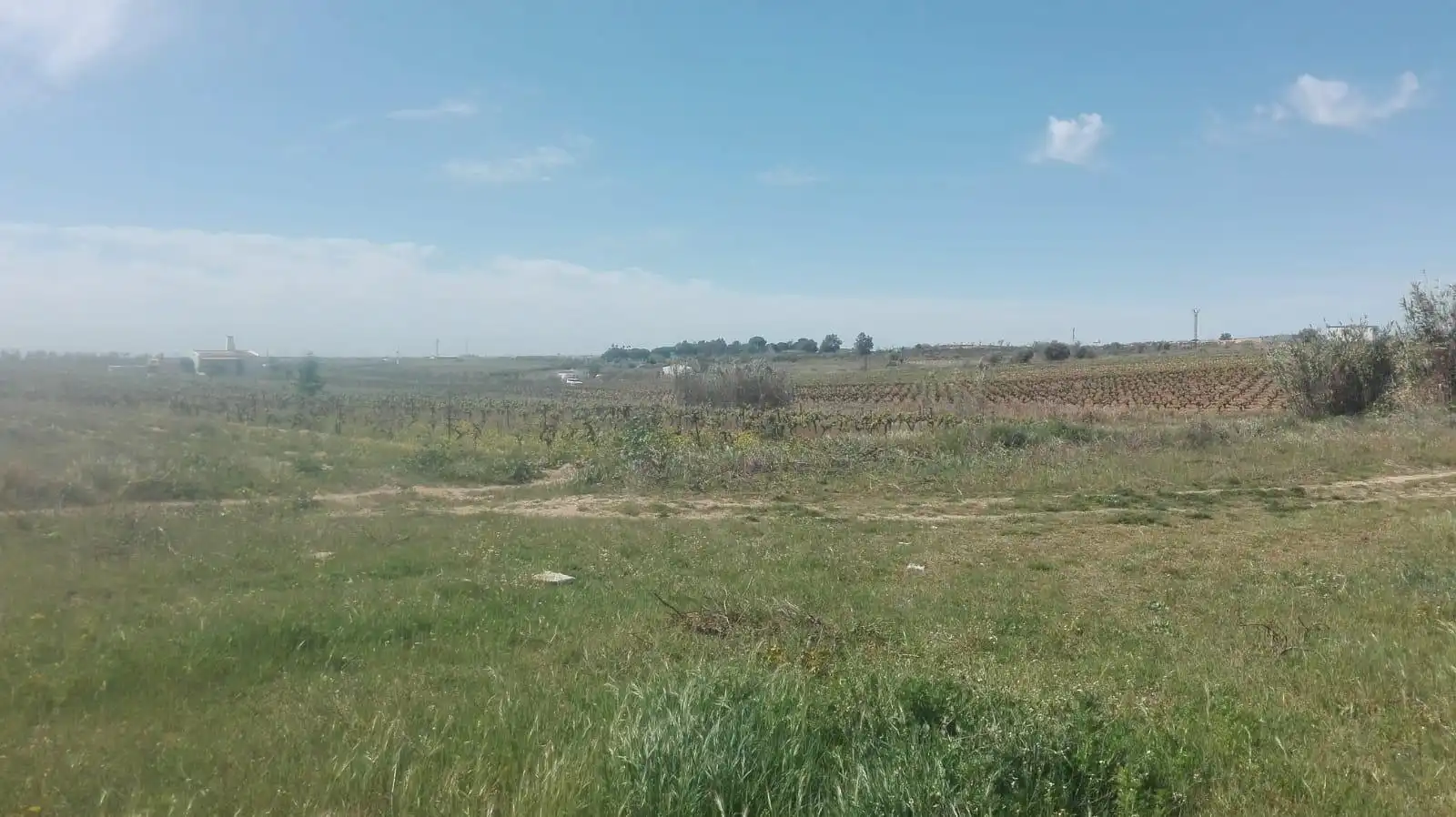 Finca rústica en venta en La Palma del Condado