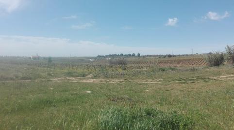 Foto 2 de Finca rústica en venta en Camino Hinojos, La Palma del Condado, Huelva