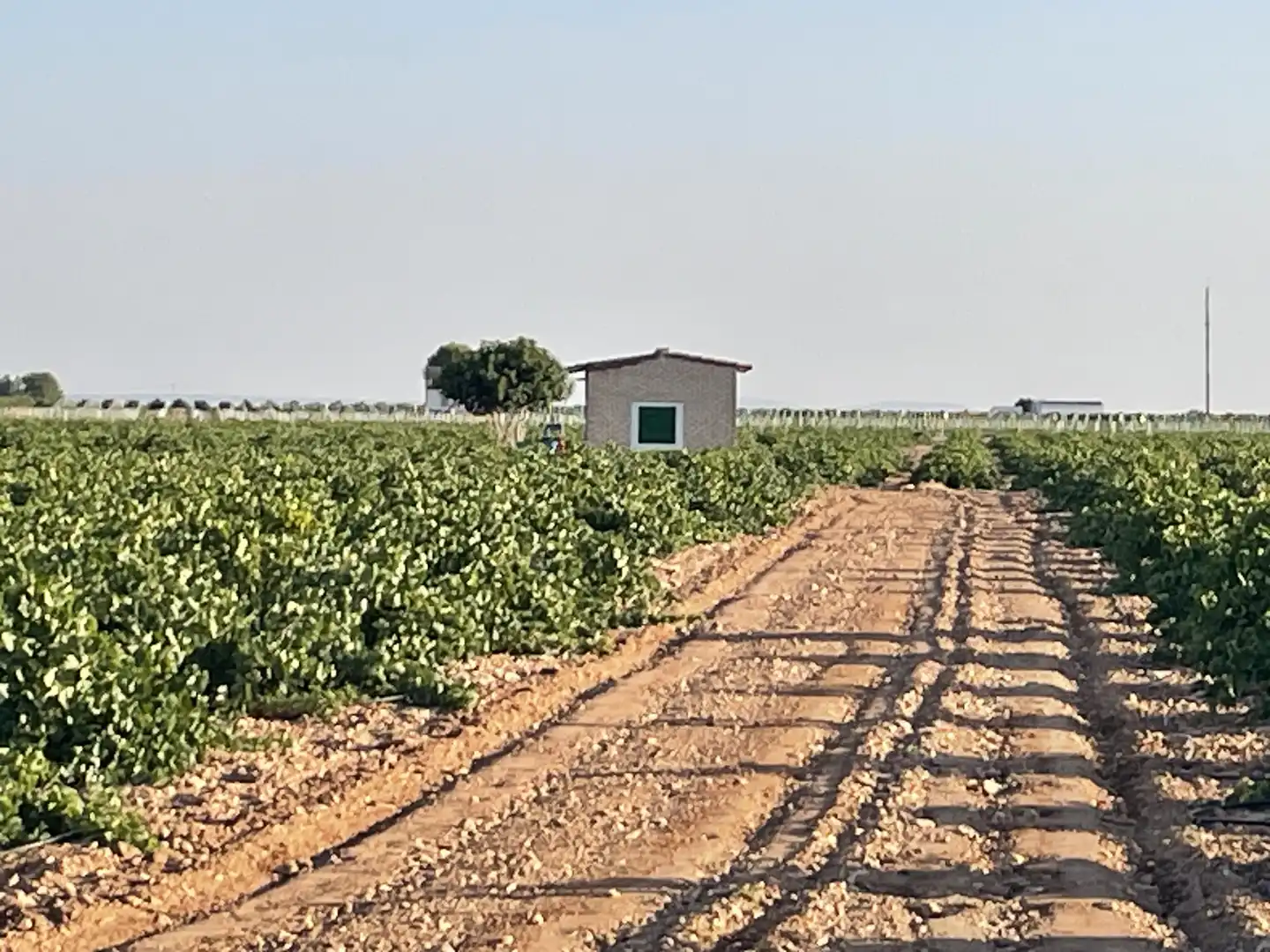 Terreno rústico en venta en Tomelloso, imagen 22