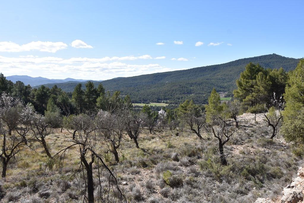 Land for sale in Fuentespalda