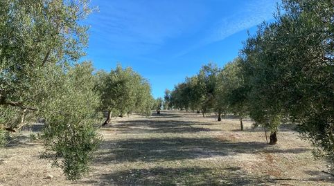 Finca olivos riego ecologicos, imagen 2