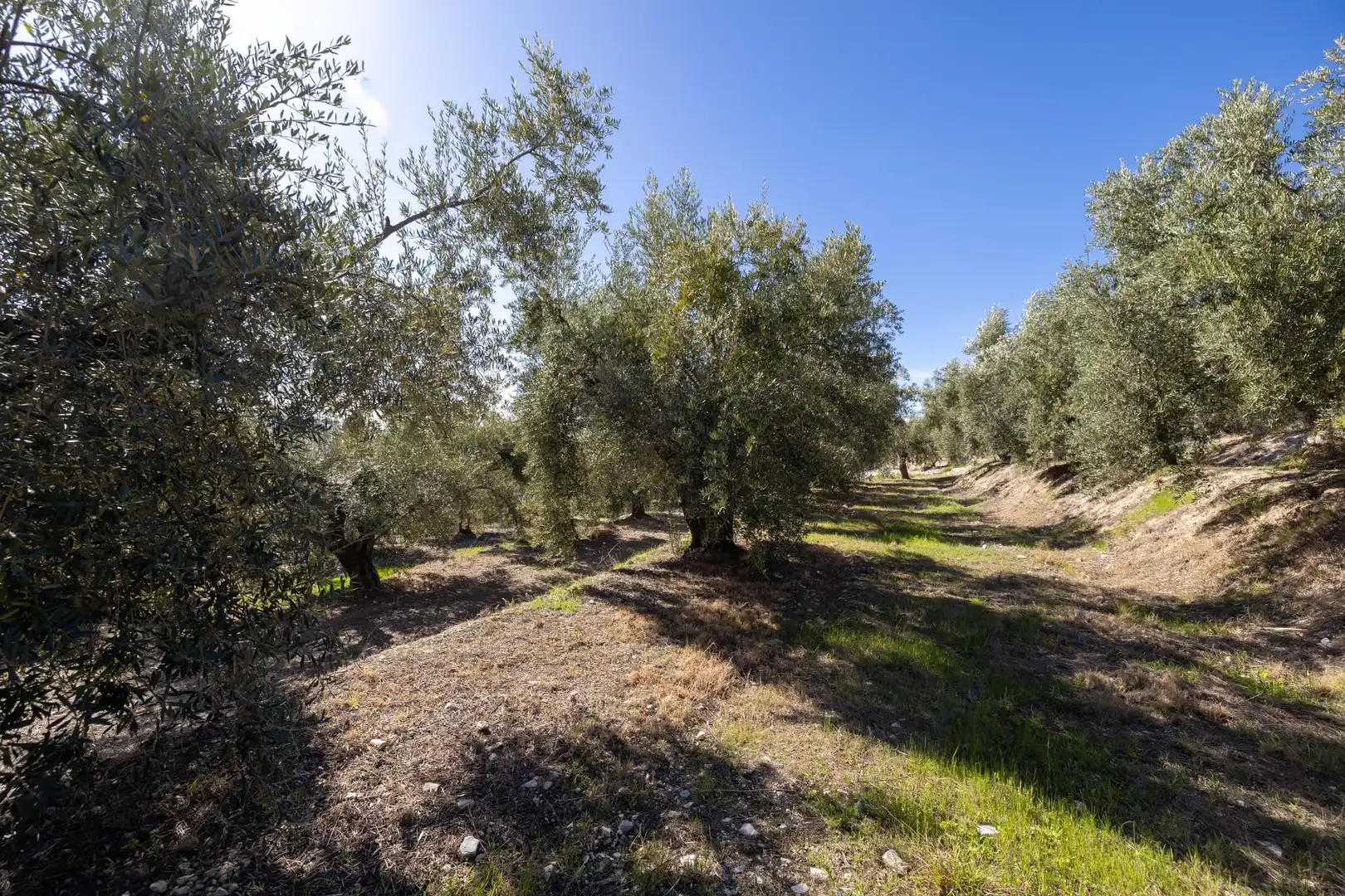 Terreni e lotti in vendita a Dúrcal, imagen 10