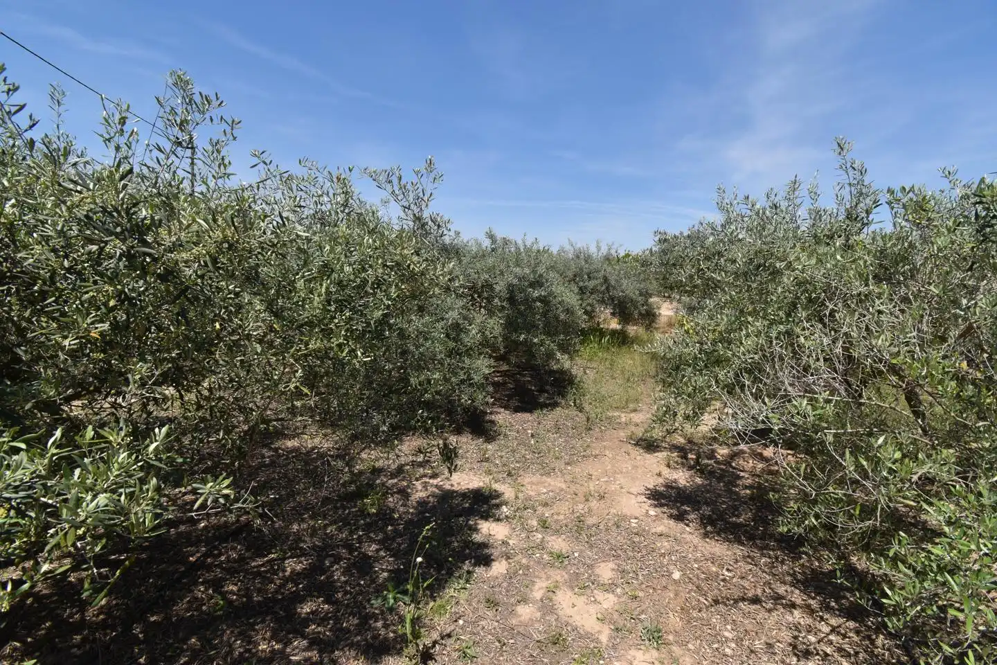 Casa o xalet en venda en Elche / Elx amb Jardí privat