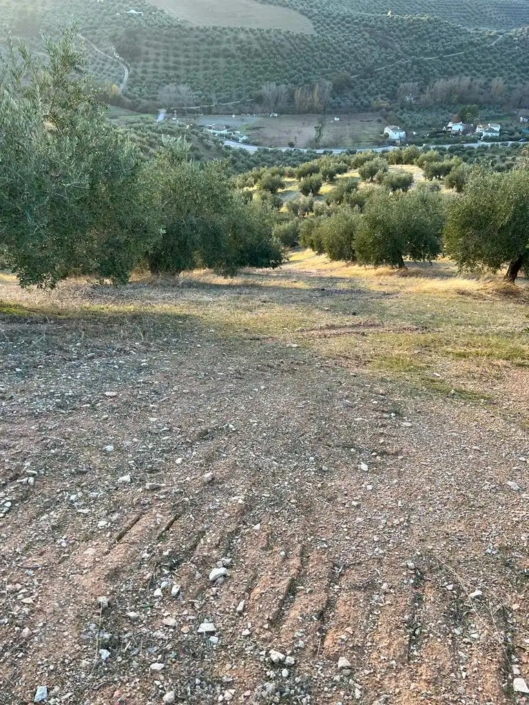 Terreny rústic en venda a Priego de Córdoba, imagen 3