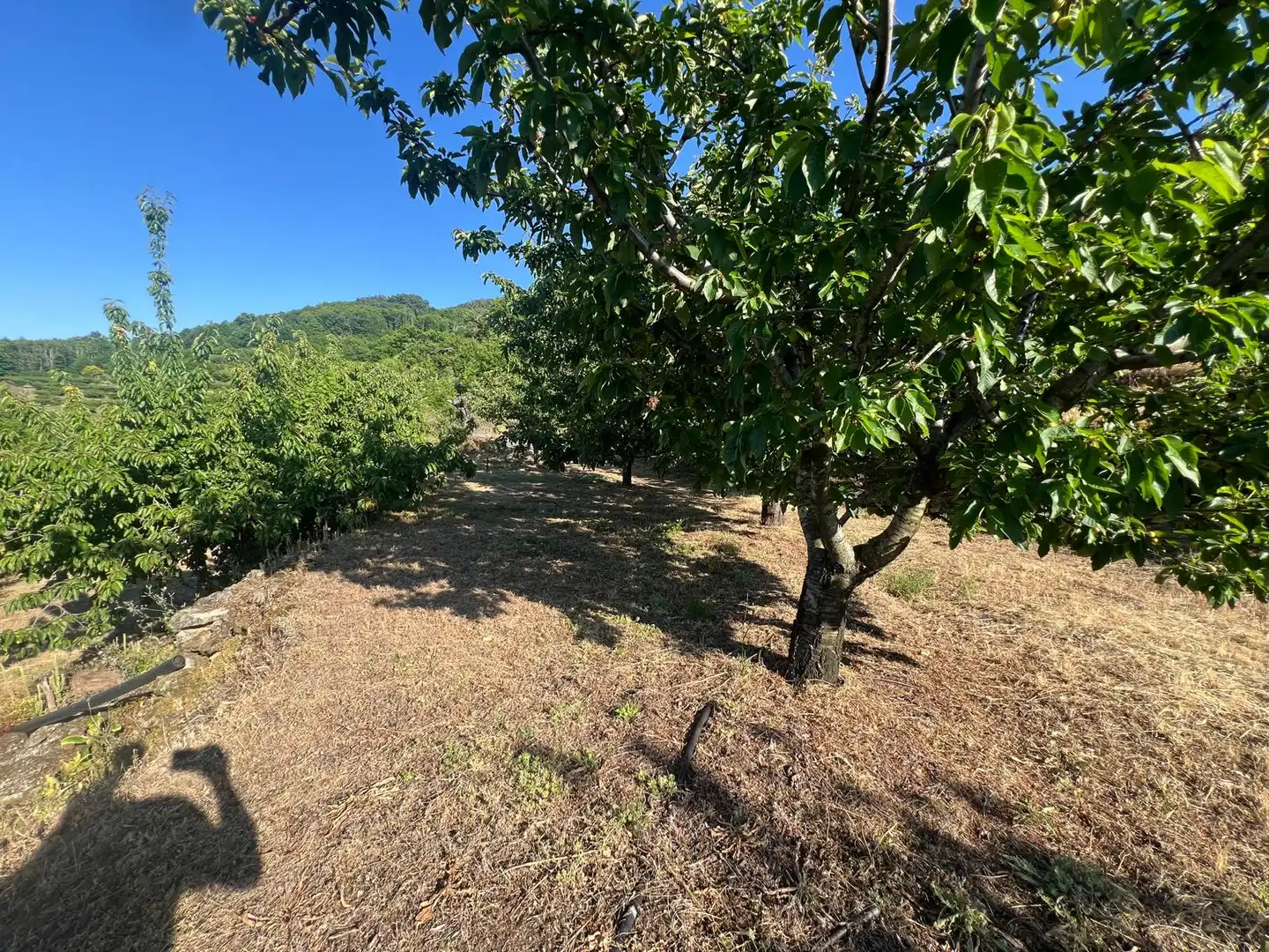 Terreni e lotti in vendita a Casas del Castañar, imagen 10
