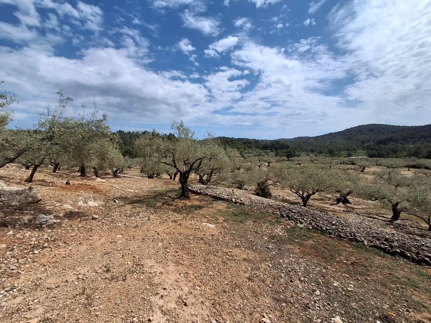 Terreno rustico in vendita a El Perelló, imagen 72