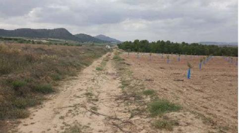 Photo 4 of Land for sale in Pulpillo - Diseminado de Campo Arriba, Yecla, Murcia