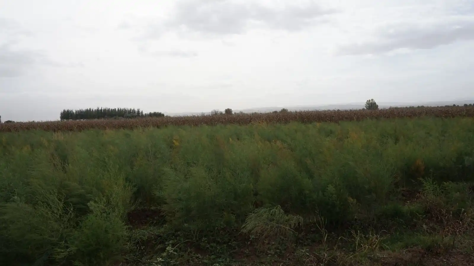 Rustikales Grundstück zum Verkauf in Pinos Puente, imagen 13