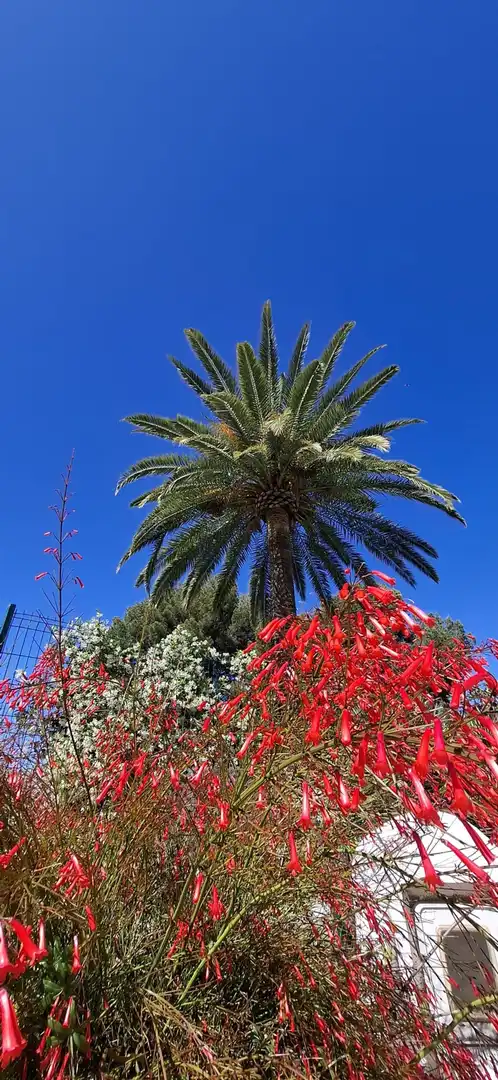Jardín de Apartamento en venta en Istán
