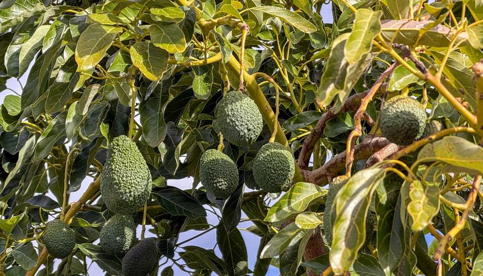 Photo 1 of Country house for sale in Calle Diseminados, Pol-8 Par-359, Los Guájares, Granada