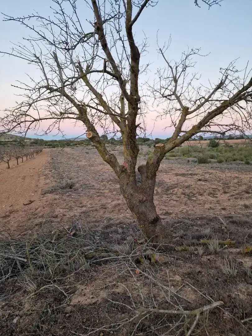 Finca rústica en venda en Pozohondo
