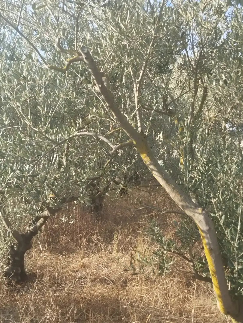 Terreni e lotti in vendita a La Portalada - Varea, imagen 4