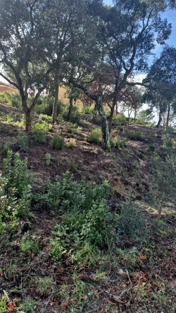 Terrenos y solares en venta en Lloret Residencial - Montlloret, imagen 2