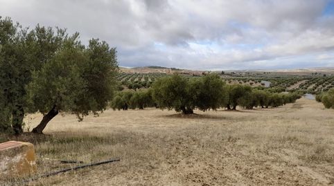 Olivos a la venta en Escuzar de riego., immagine 2