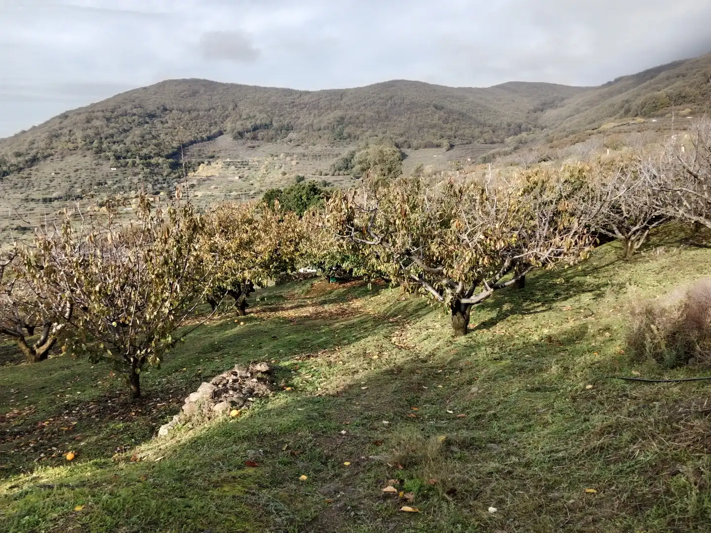 Terreni e lotti in vendita a Pasarón de la Vera, imagen 15