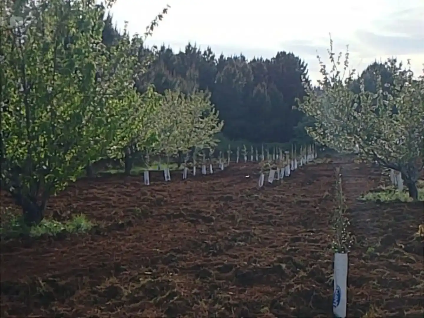Finca rústica en venda en Torre de Don Miguel