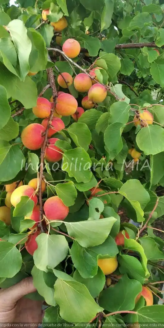Jardí de Casa o xalet en venda en Coín