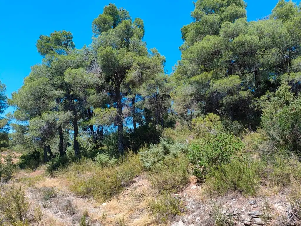 Terreni e lotti in vendita a Valderrobres, imagen 5