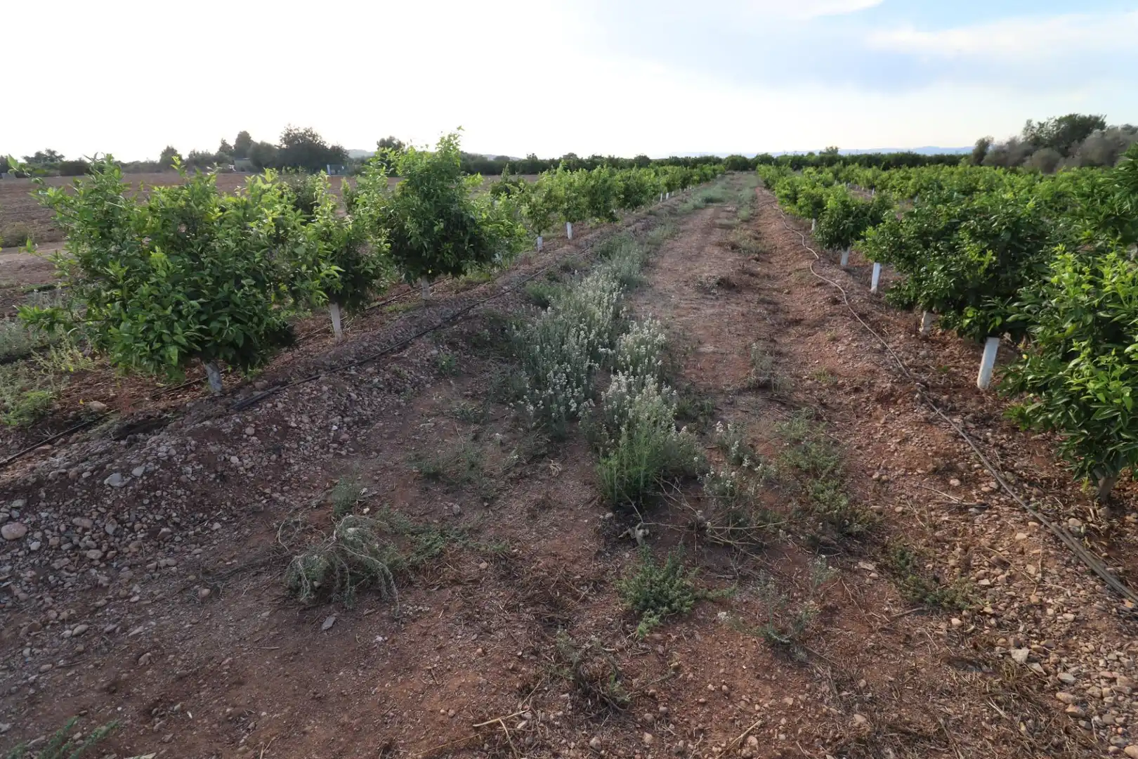 Terreny en venda en Vinaròs
