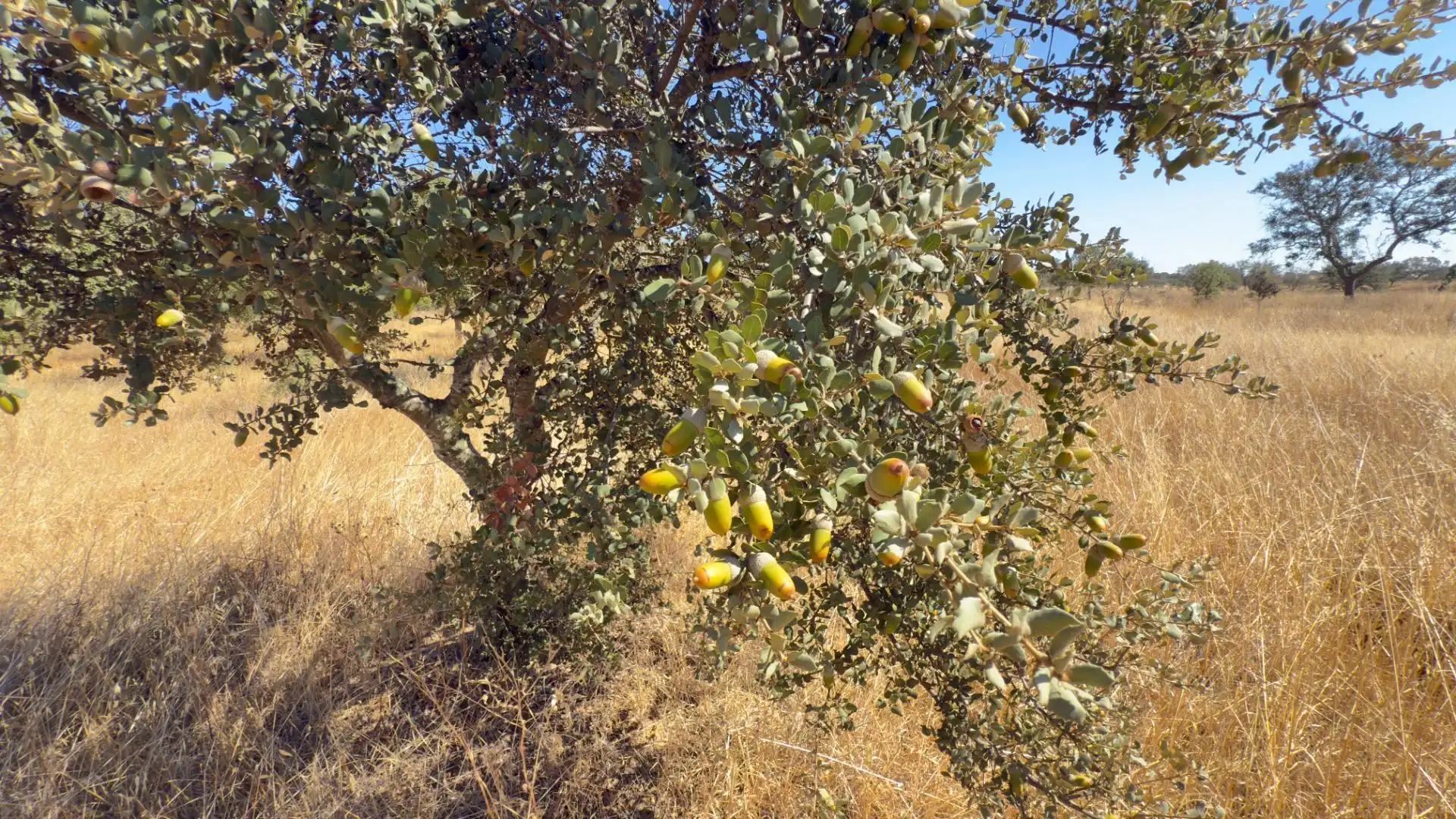 Finca rústica en venda en El Cerro de Andévalo