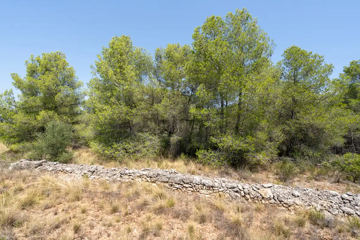 Rural land for sale in C-12 77, imagen 17