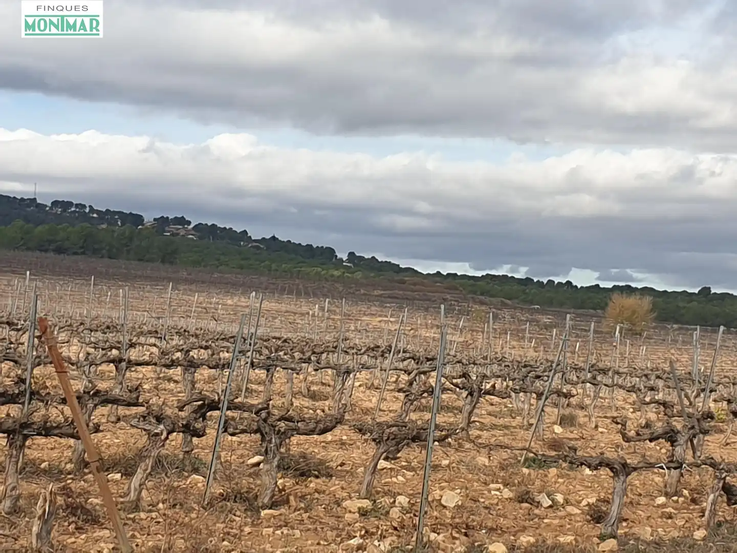 Finca rústica en venda en Vilafranca del Penedès