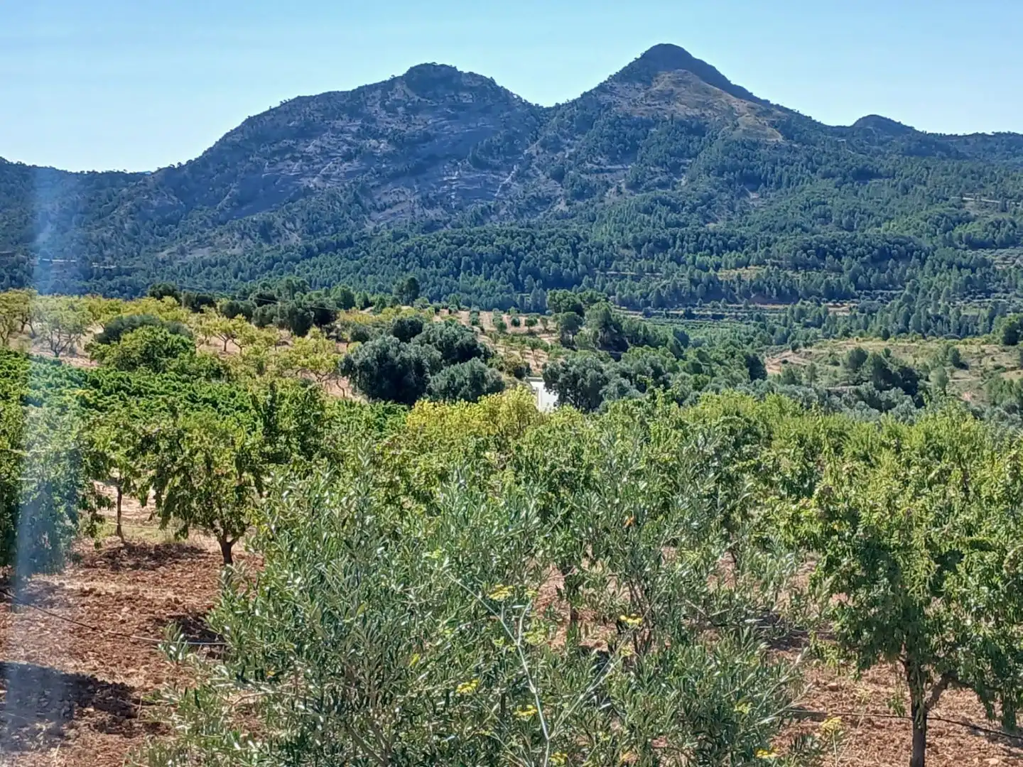Rural land for sale in T334 13, imagen 9