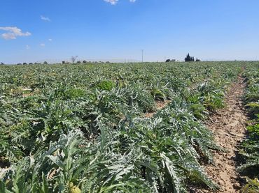 Terreno rustico in vendita a Polígono de los Cipreses