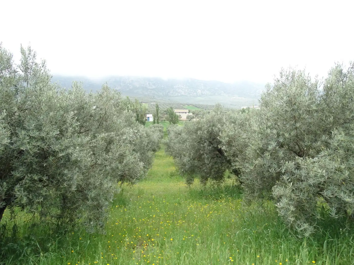 Lands and plots for sale in Calle CERRO LIMON, imagen 6