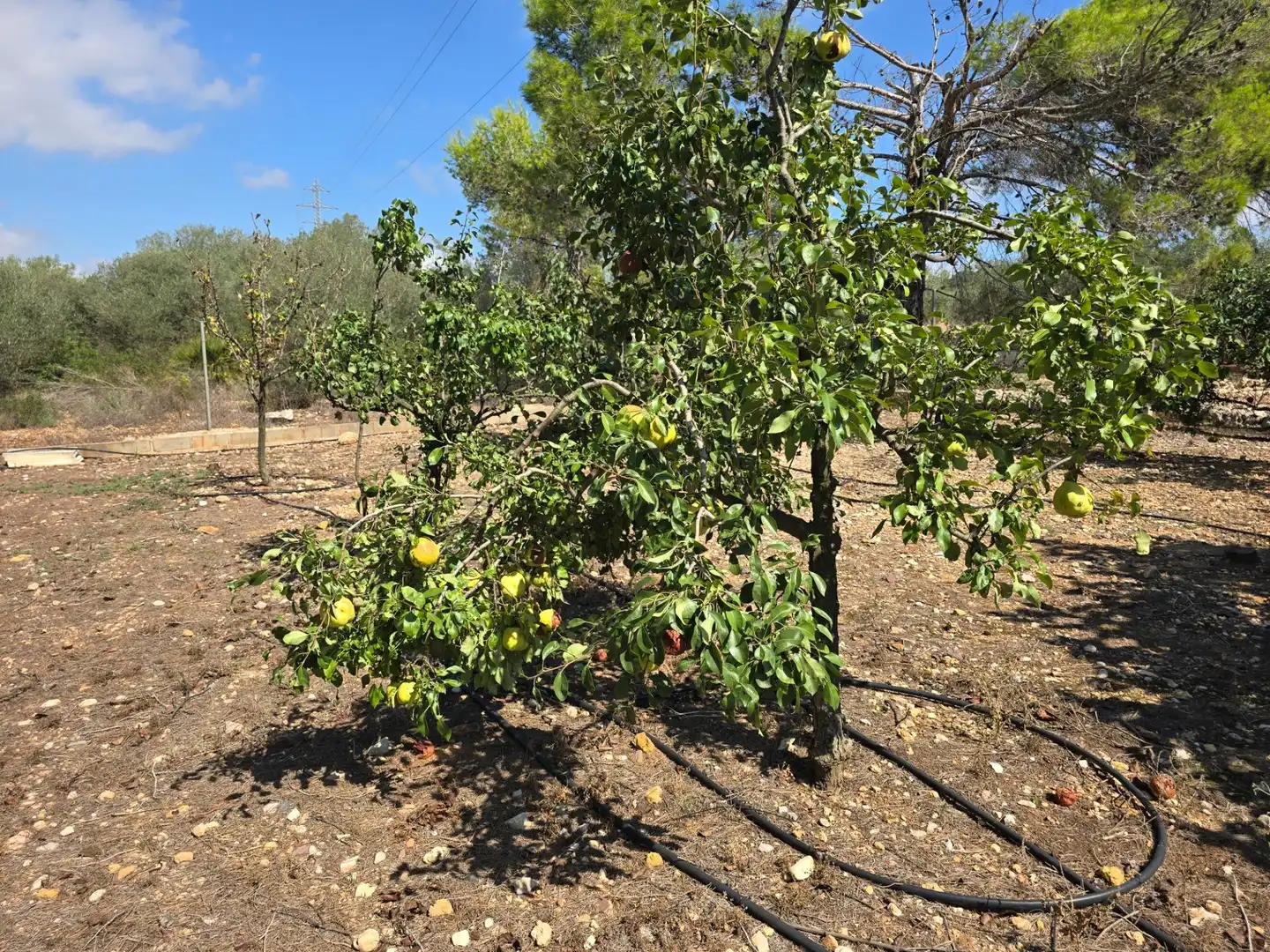 Finca rústica en venta en Freginals con Jardín privado