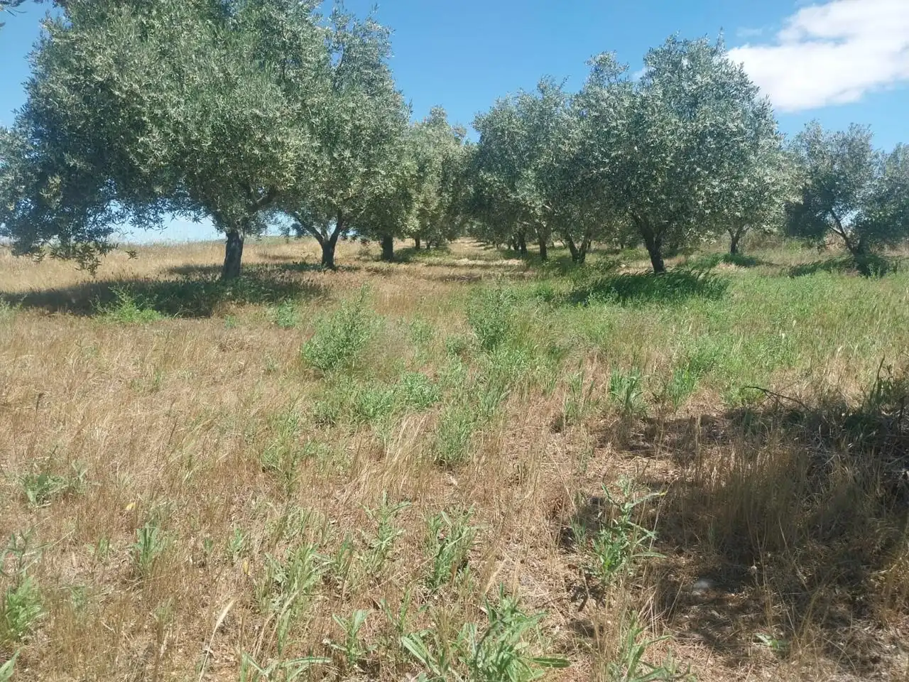 Grundstücke zum Verkauf in Hinojosa del Duque