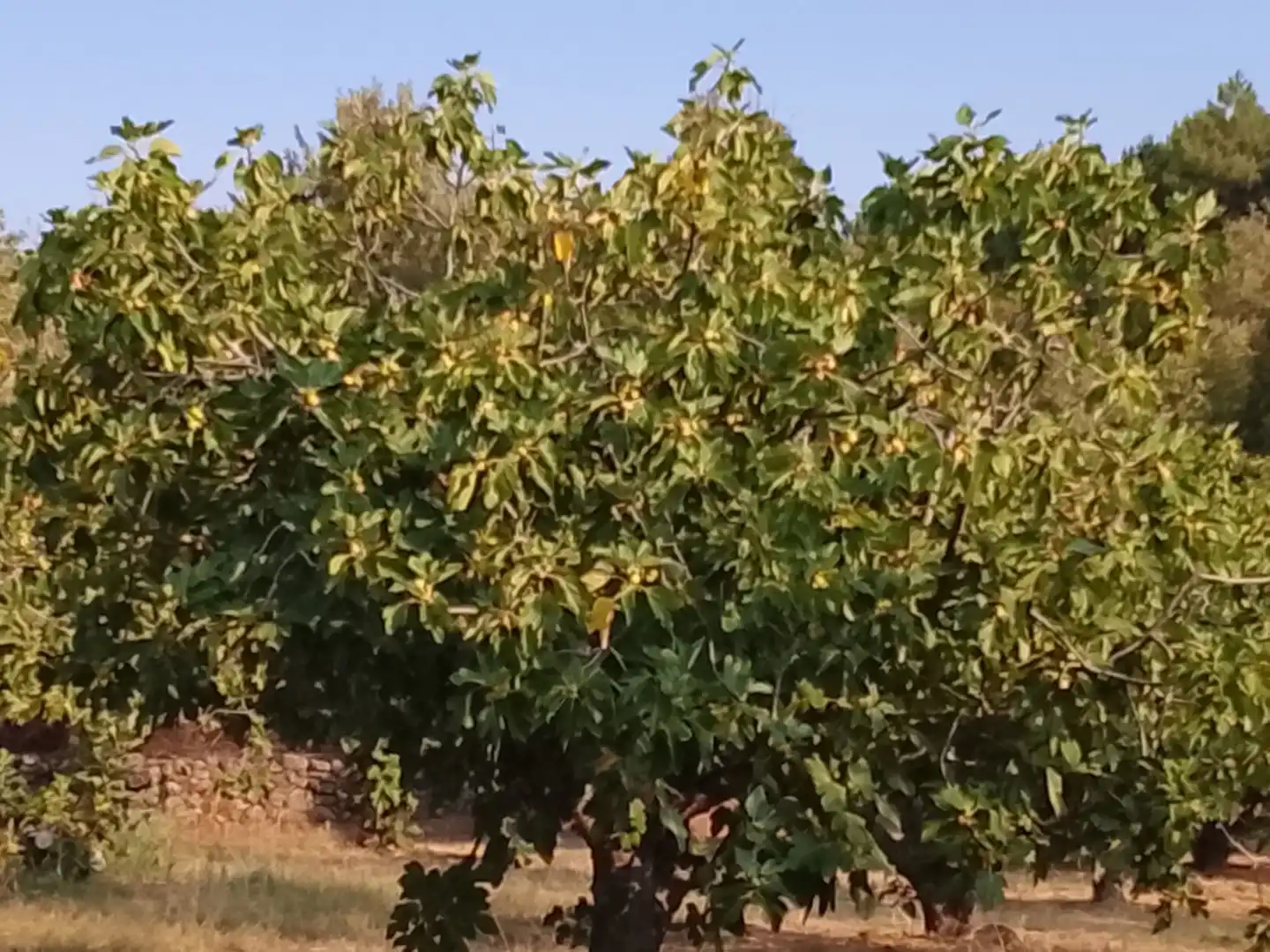 Jardí de Terreny en venda en Madrigal de la Vera