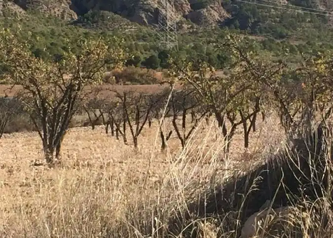 Terreny industrial en venda en Jumilla