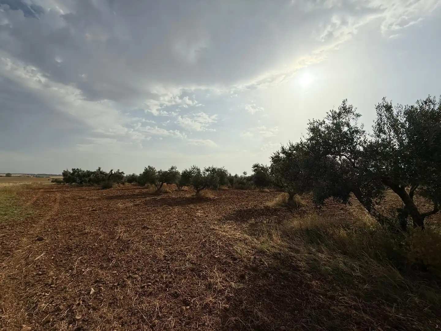 Terreni e lotti in vendita a Carmona