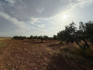 Rustikales Grundstück zum Verkauf in Carmona