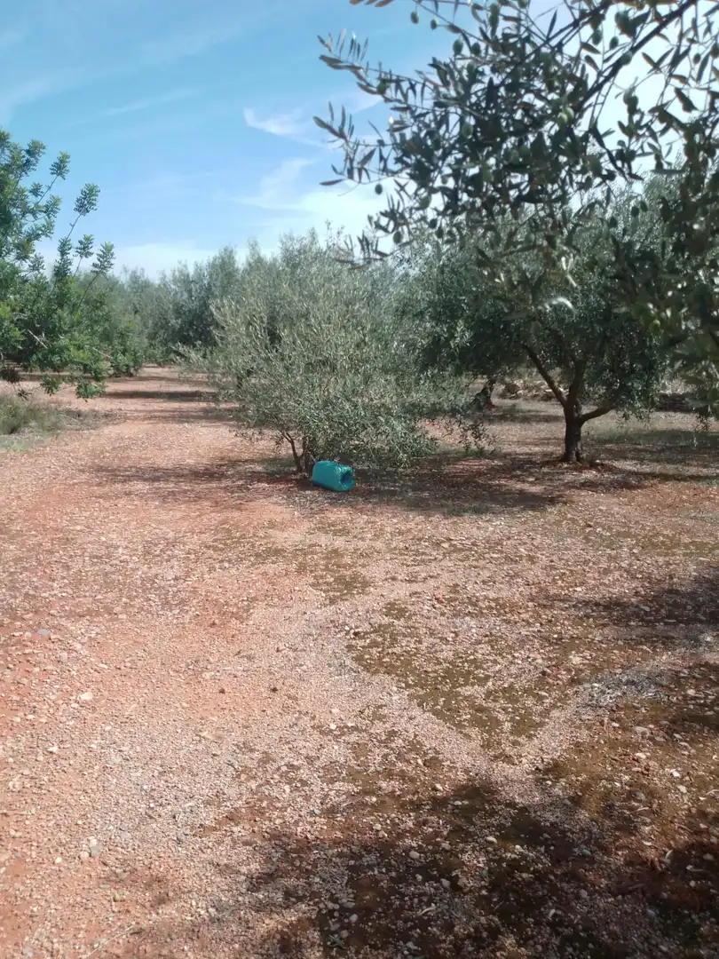 Terreny rústic en venda a Càlig, imagen 12