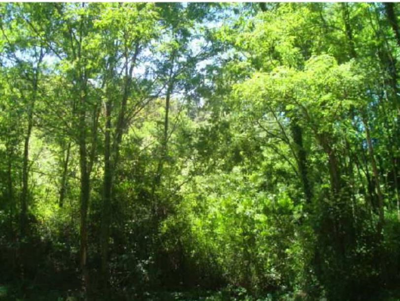 Land for sale in Olaberria, Poligono 3, Lapice - Larreaundi - Olaberria - Meaka