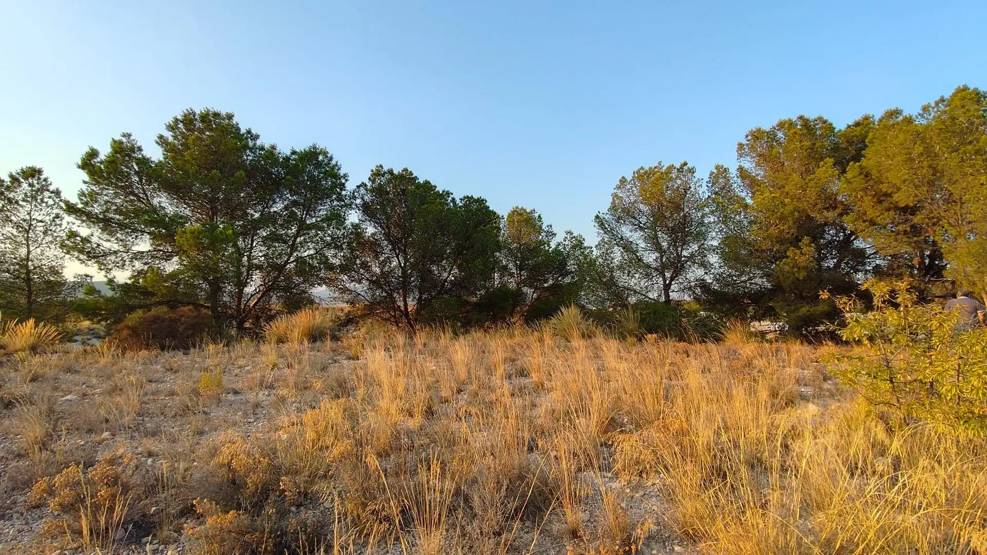 Terreno rustico in vendita a Jumilla, imagen 4