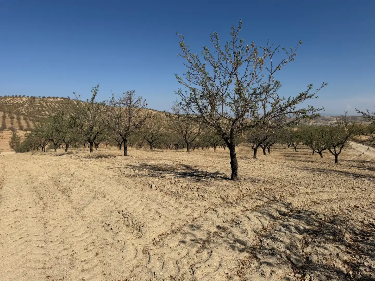 Terreno rustico in vendita a Camino de Alhendín, imagen 13