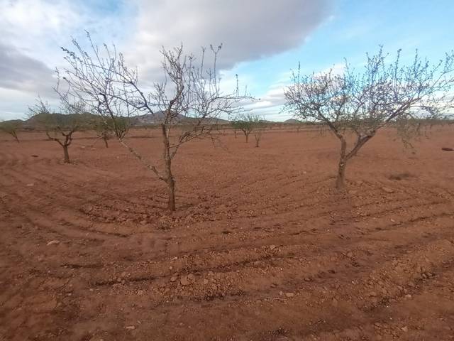 Terreno en Venta en Centro