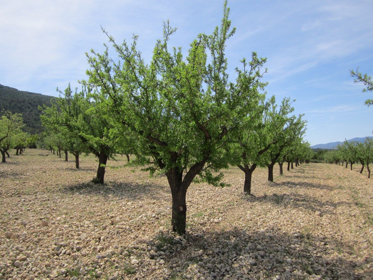 Garden of Residential for sale in Yecla