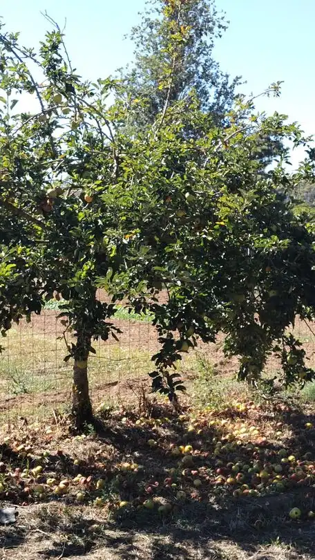 Terreny rústic en venda a Vall-llobrega, imagen 4